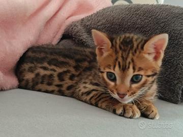 Gatto bengala
