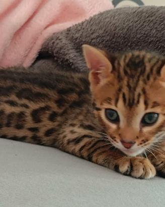 Gatto bengala