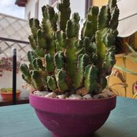 grande pianta grassa 