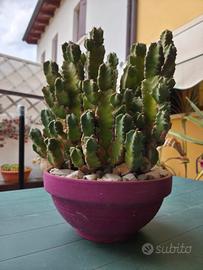 grande pianta grassa 