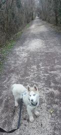 Husky / lupo cecoslovacco
