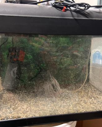 Acquario 35 litri