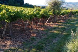 Terreno a Solopaca Bn
