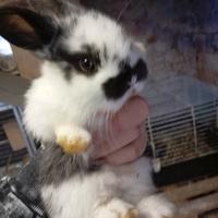 Coniglio ariete nano puro