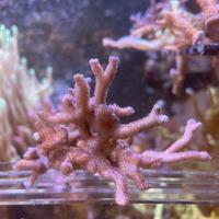 Talee Montipora Digitata Viola