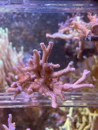 Talee Montipora Digitata Viola