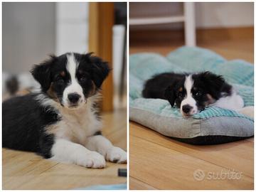 Australian Shepherd Pastore Australiano