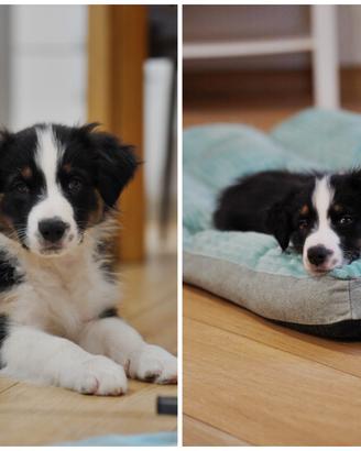 Australian Shepherd Pastore Australiano