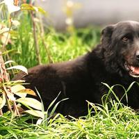 CONNOR, compagno fedele