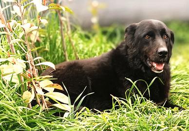 CONNOR, compagno fedele