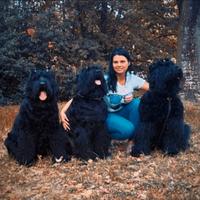 Terrier Nero Russo - cuccioli