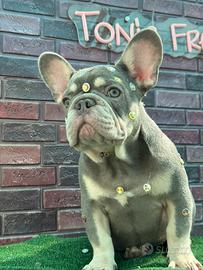 Bulldog francese