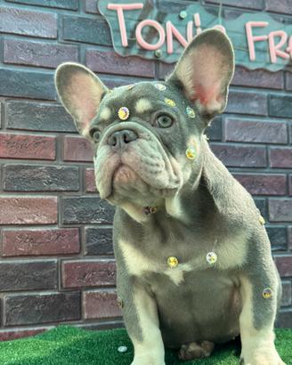 Bulldog francese