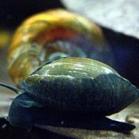 Lumaca Physa acqua dolce