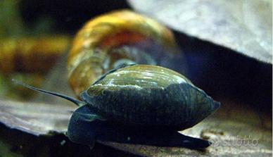 Lumaca Physa acqua dolce