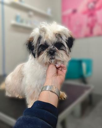 Shihtzu di 7 mesi