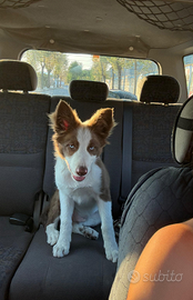 Border collie maschio