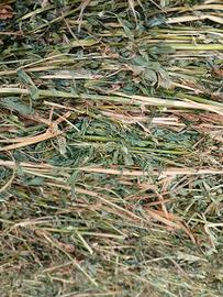 Erba medica 