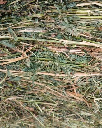 Erba medica 