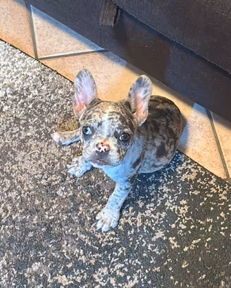 Bulldog Francese TOY merle- femmina cucciola