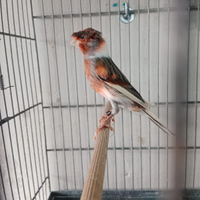 Canarino Arlecchino Portoghese