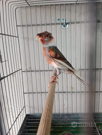 Canarino Arlecchino Portoghese