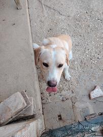 Cucciolo di Cane di 2 anni