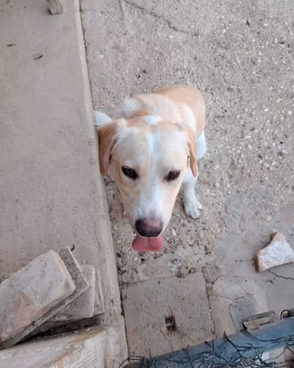 Cucciolo di Cane di 2 anni
