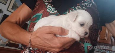 maltese