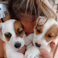 Cuccioli di jack russell