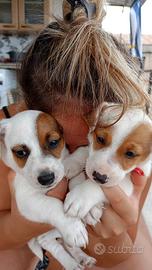 Cuccioli di jack russell