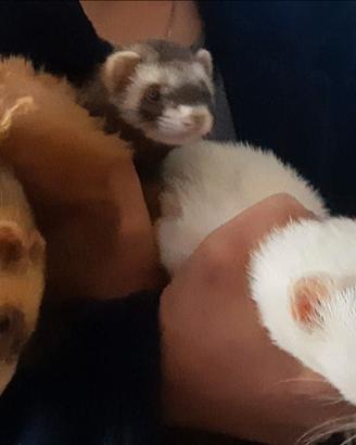 Furetti castrati S. C. A. M. B. I. O