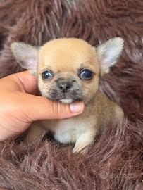 Chihuahua iper tipico