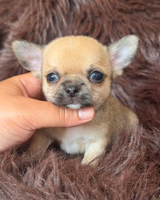 Chihuahua iper tipico