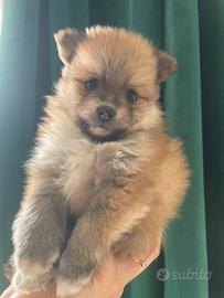 Spitz pomerania