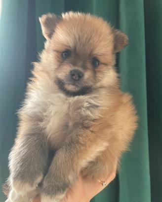 Spitz pomerania