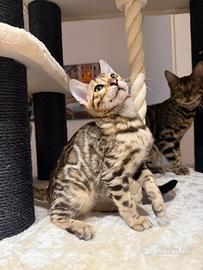Gattini bengala Brown spotted tabby