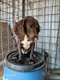 Cane da caccia o da compagnia
