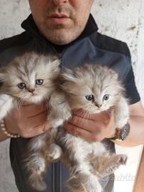 Gatti-gatto-gattini-cuccioli-persiani
