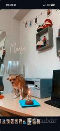 Maya, Chihuahua im Canile