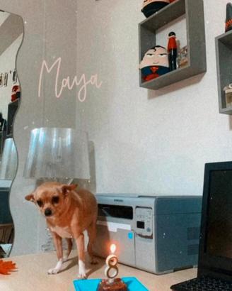Maya, Chihuahua im Canile