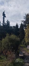 Giardinaggio
