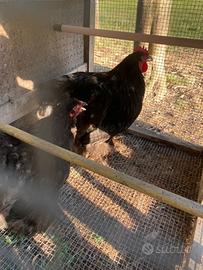 Cocincine giganti, anatra, pavone, barbuta anversa