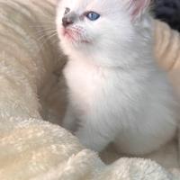 Cuccioli Ragdoll
