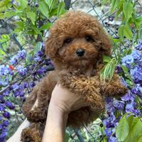 Barboncini Red mini toy e tea Cup asiatici