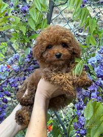 Barboncini Red mini toy e tea Cup asiatici