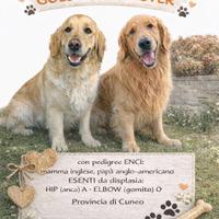Disponibili sei cuccioli di Golden Retriever