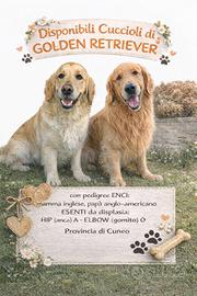 Disponibili sei cuccioli di Golden Retriever