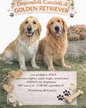 Disponibili sei cuccioli di Golden Retriever