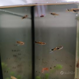 Guppy